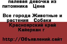 палевая девочка из питомника › Цена ­ 40 000 - Все города Животные и растения » Собаки   . Красноярский край,Кайеркан г.